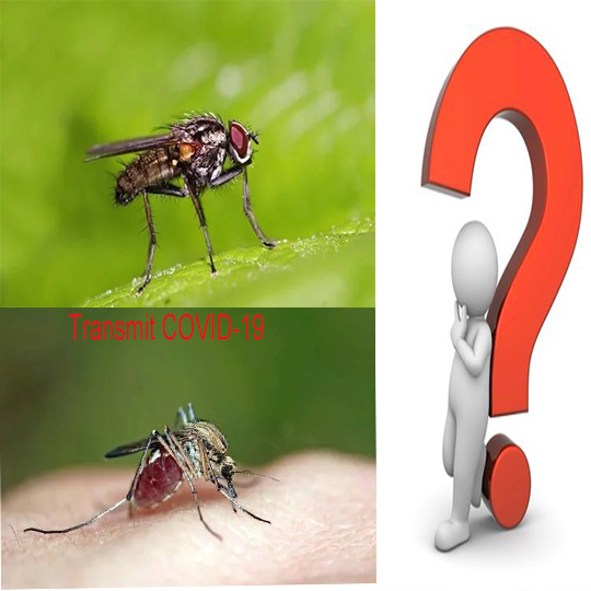 il covid-19 si diffonderà attraverso la mosca domestica o le zanzare?